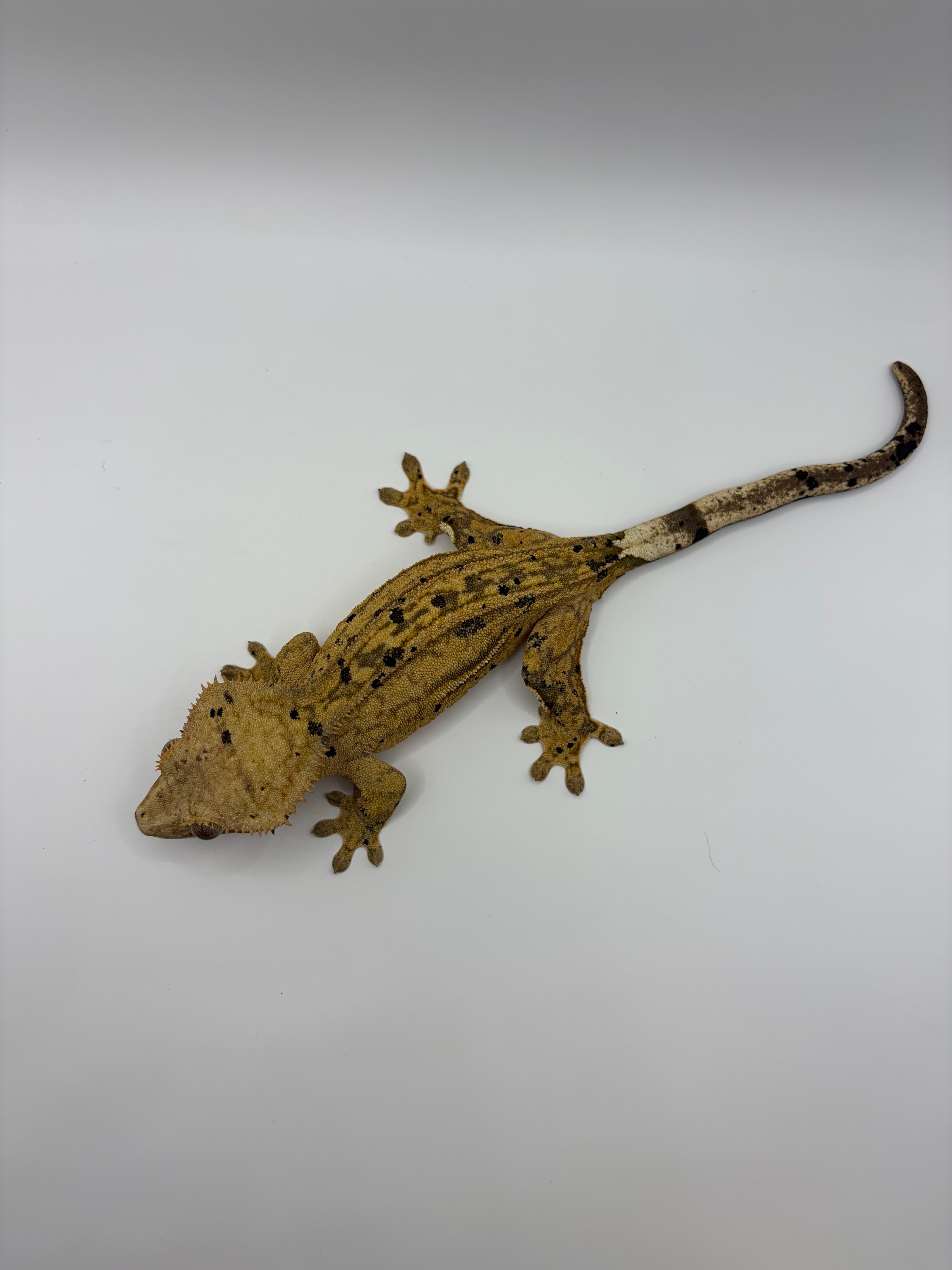 Sahara