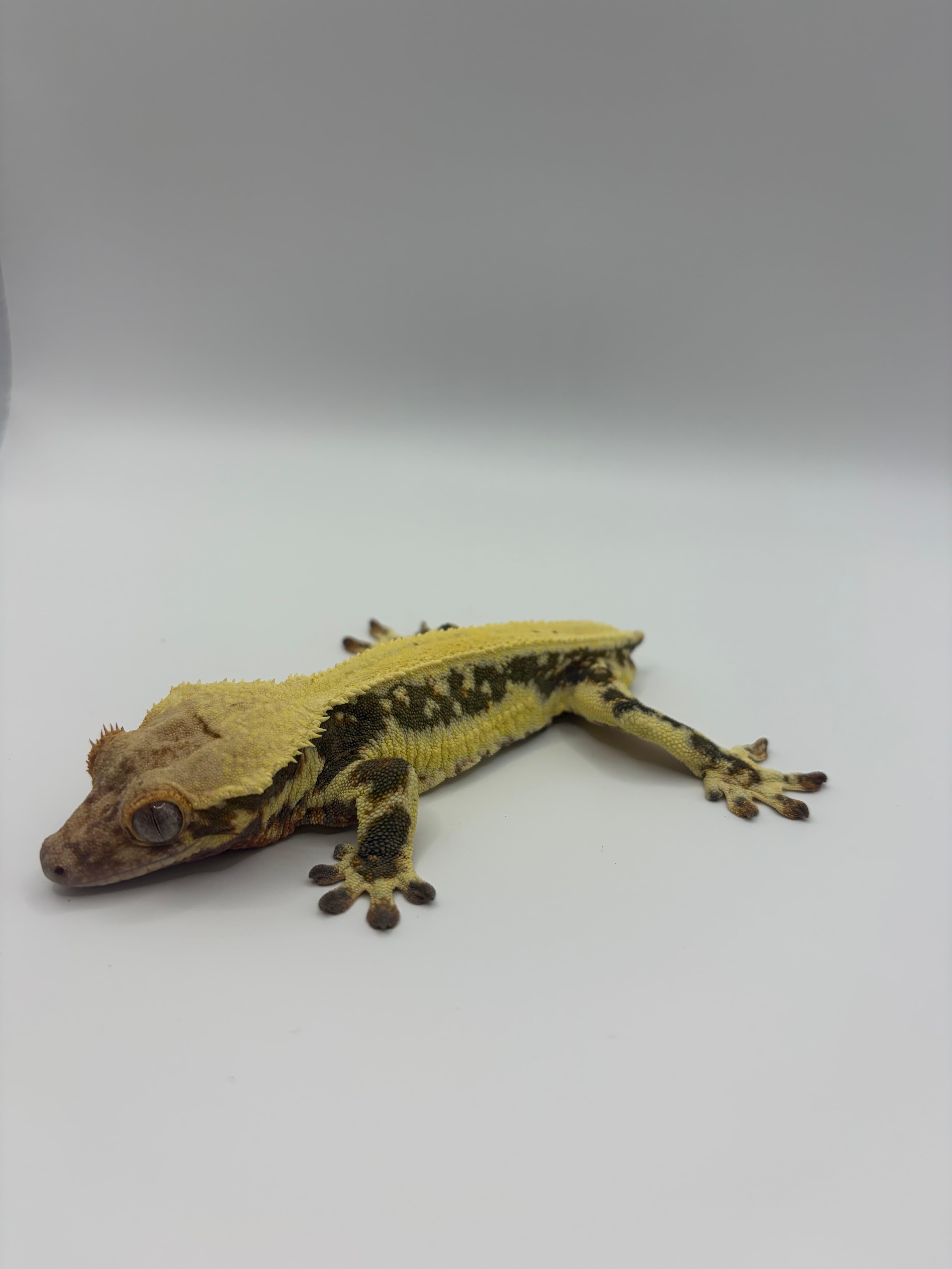 Clyde
