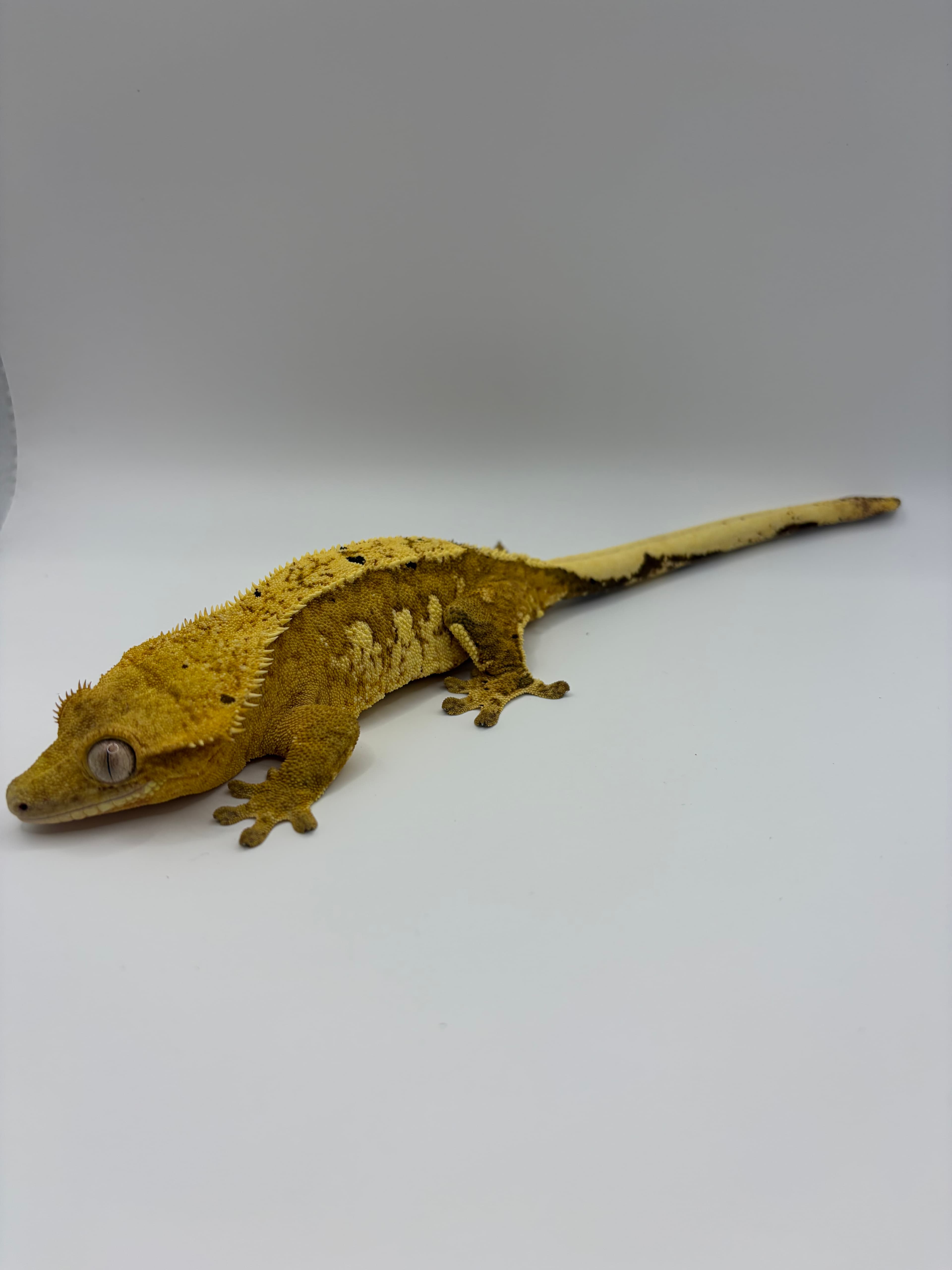 Goldie